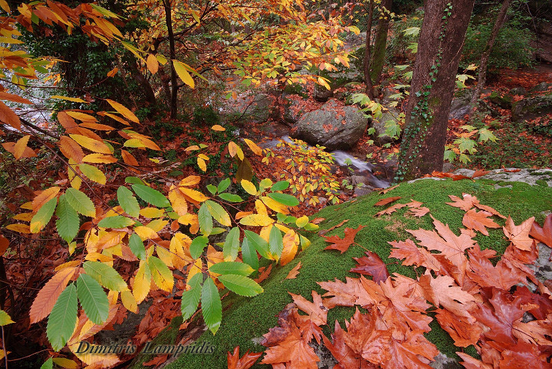 AUTUMN   COLORS  ...