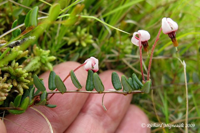 Airelle canneberge - Small cranberry - Vaccinium oxicoccos 1m9