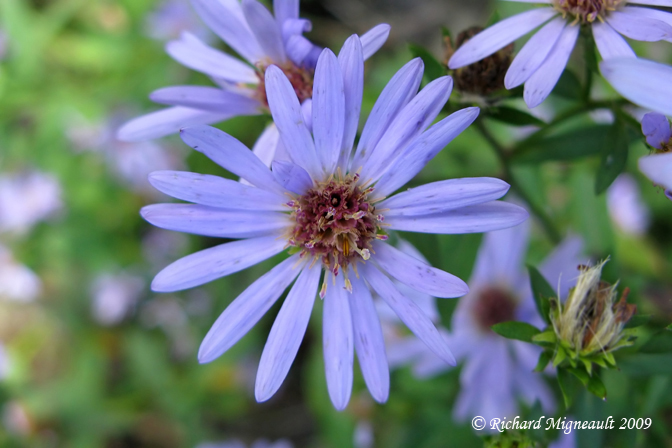 Aster rude - Rough aster - Aster radula 2m9