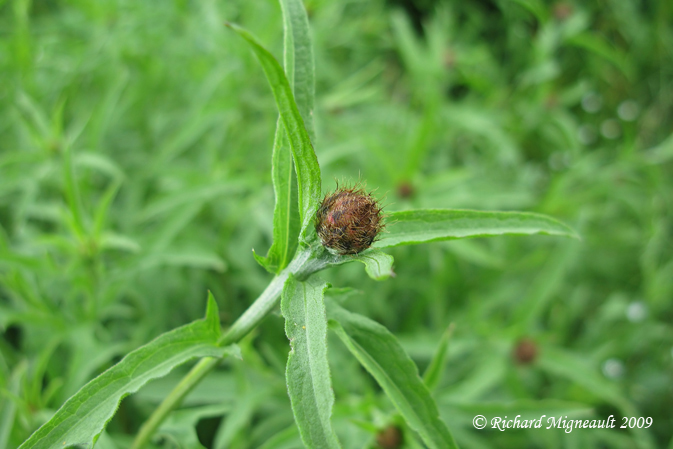 Centaure noire - Black knapweed - Centaurea nigra 3m9