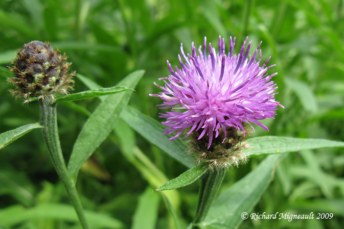Centaure noire - Black knapweed - Centaurea nigra 5m9