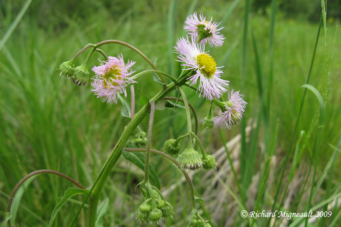 rigron de Philadelphie - Philadelphia fleabane - Erigeron philadelphicus 2m9