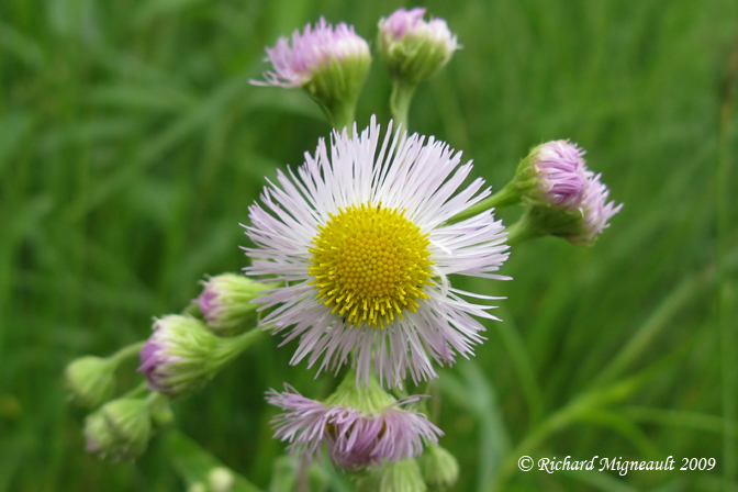 rigron de Philadelphie - Philadelphia fleabane - Erigeron philadelphicus 3m9