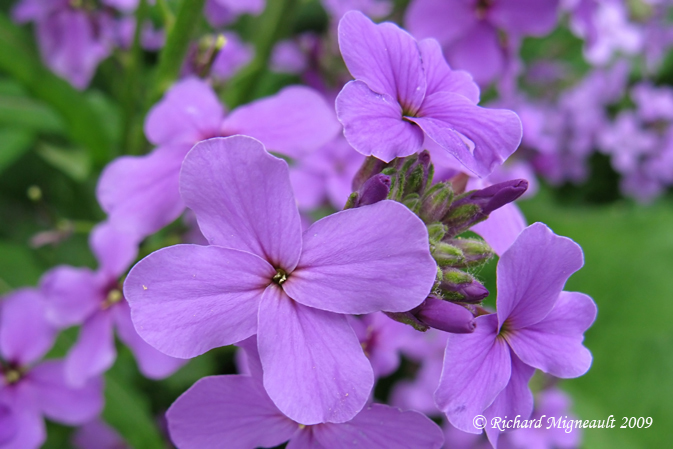 Julienne des dames - Dames Rocket - Hesperis matronalis 6m9