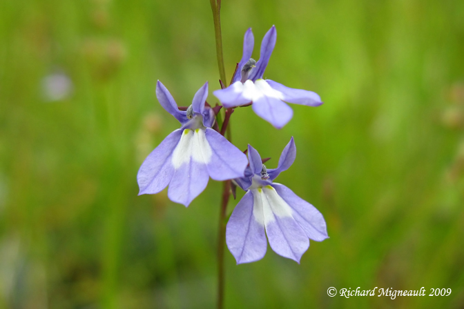 Loblie de kalm - Kalms lobelia - Lobelia kalmii 2m9