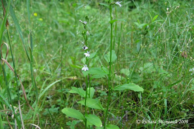 Loblie gonfle - Indian tobacco - Lobelia inflata 1m9