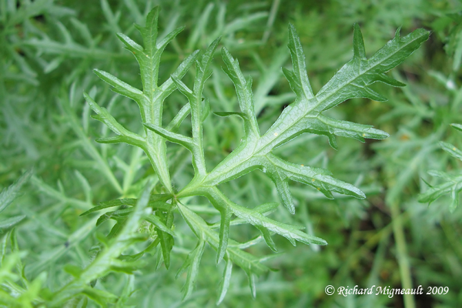 Mauve musque - Musk mallow - Malva moschata 6m9