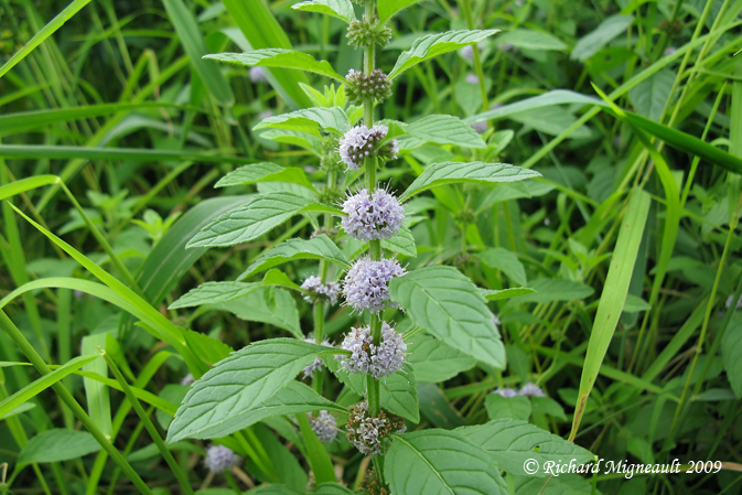 Menthe du Canada - Canada mint - Mentha canadensis 1m9