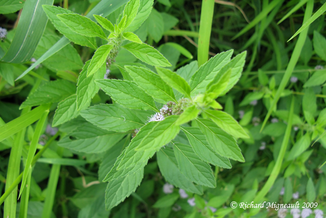 Menthe du Canada - Canada mint - Mentha canadensis 4m9