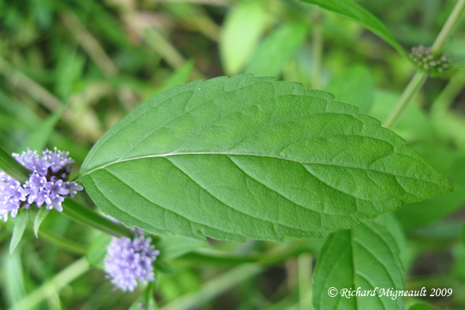 Menthe du Canada - Canada mint - Mentha canadensis 5m9