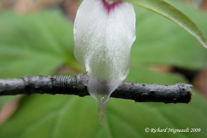 Trille ondul - Painted trillium - Trillium undulatum transparente 4m9