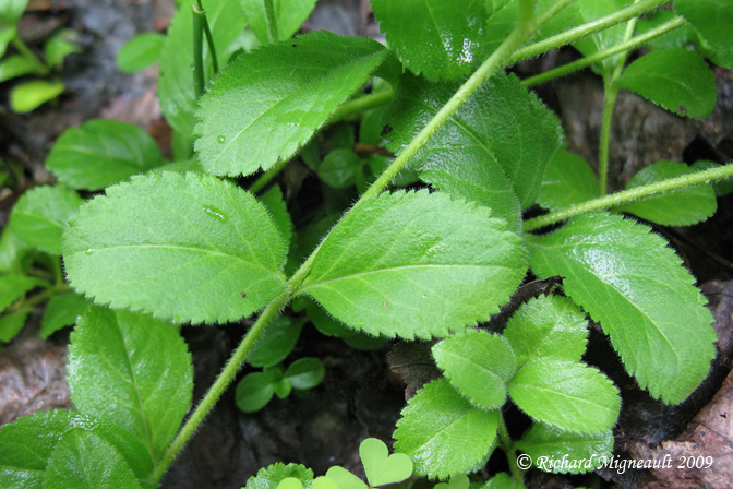 Vronique officinale - Common speedwell - Veronica officinalis  5m9