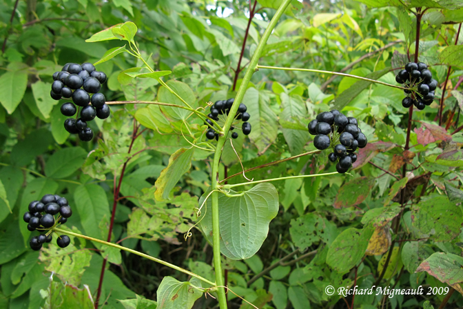Raisin de couleuvre - Carrion flower - Smilax herbacea 8m9