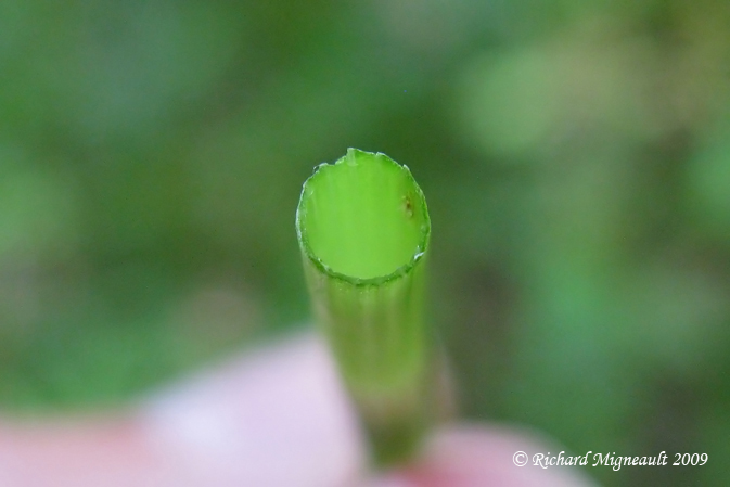 Prle fluviale - River horsetail - Equisetum fluviatile 3m9