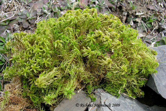 Mousse de sphaigne - Peat Moss - Sphagnum  1m9