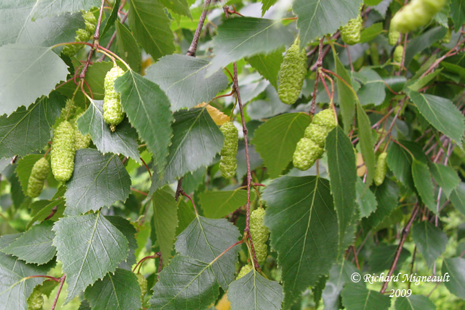 Bouleau blanc - Heartleaf birch - Betula cordifolia 2m9