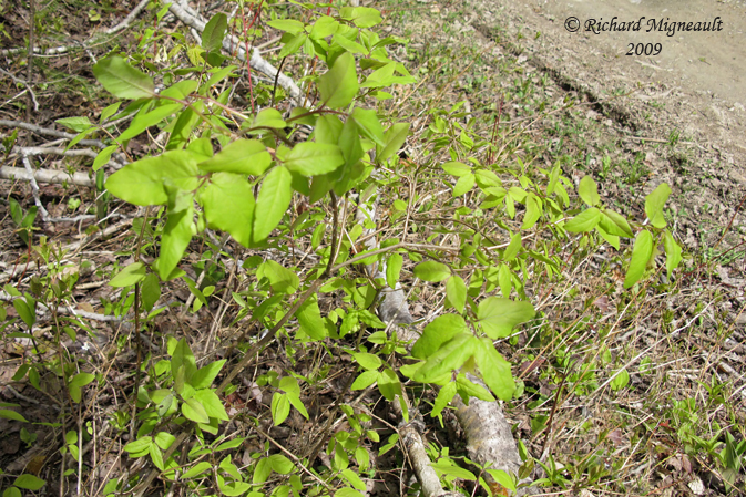 Chevrefeuille du Canada - Fly honeysuckle - Lonicera canadensis 1m9