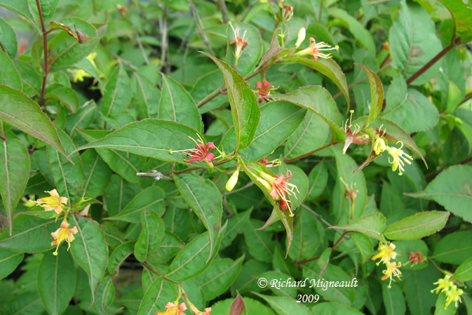 Dirville chvrefeuille - Bush Honeysuckle - Diervilla lonicera 1m9