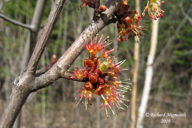 rable rouge - Red maple - Acer rubrum 1m9