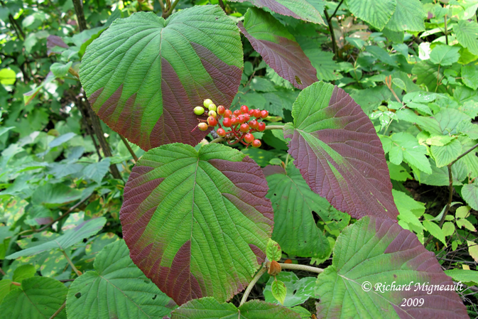 Viorne  feuilles daulne - Hobblebush - Viburnum alnifolium 4m9