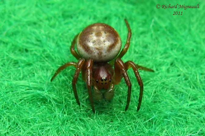 Orb Weaver - Araniella displicata - Sixspotted Orbweaver 1b m11