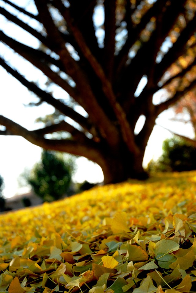 fallin leaves...
