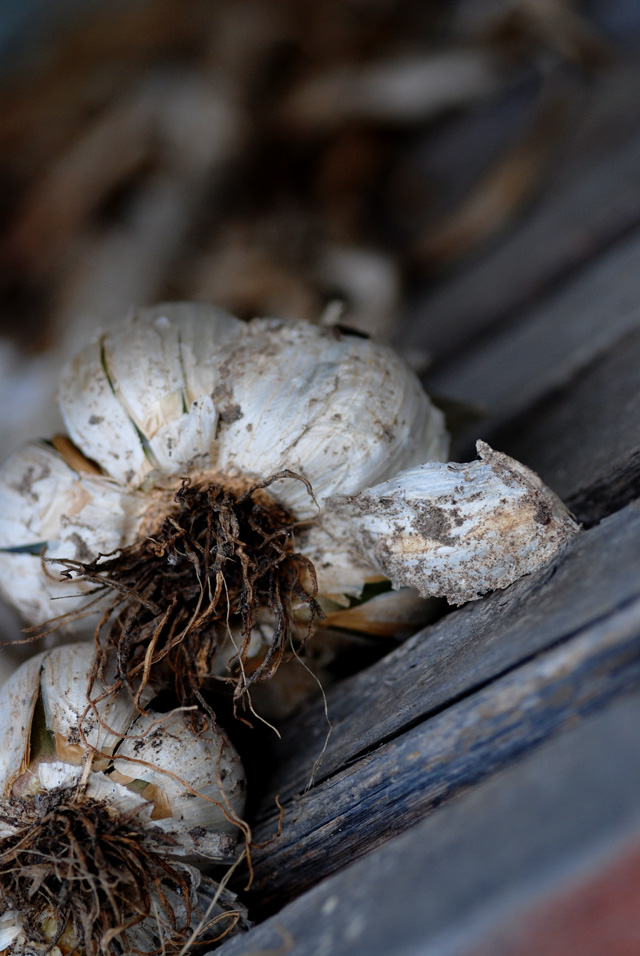 dried....