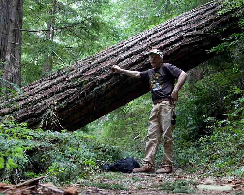 Windfall on trail to Packwood Lake