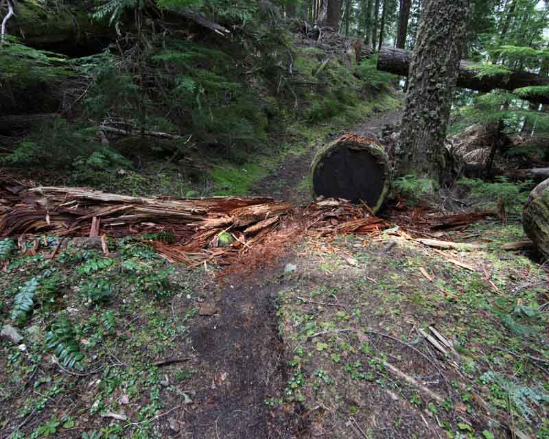Rotted log on trail