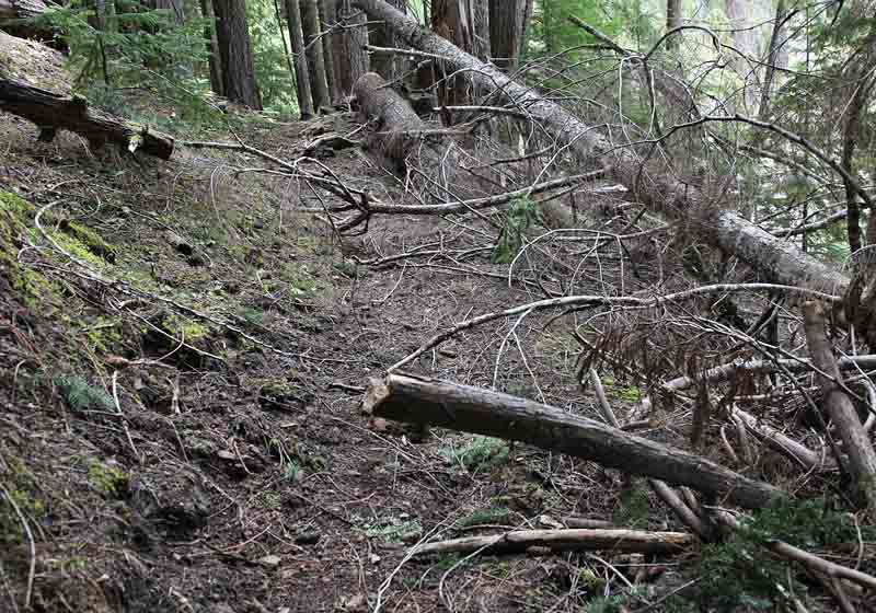 Limbs on Upper Lake Creek