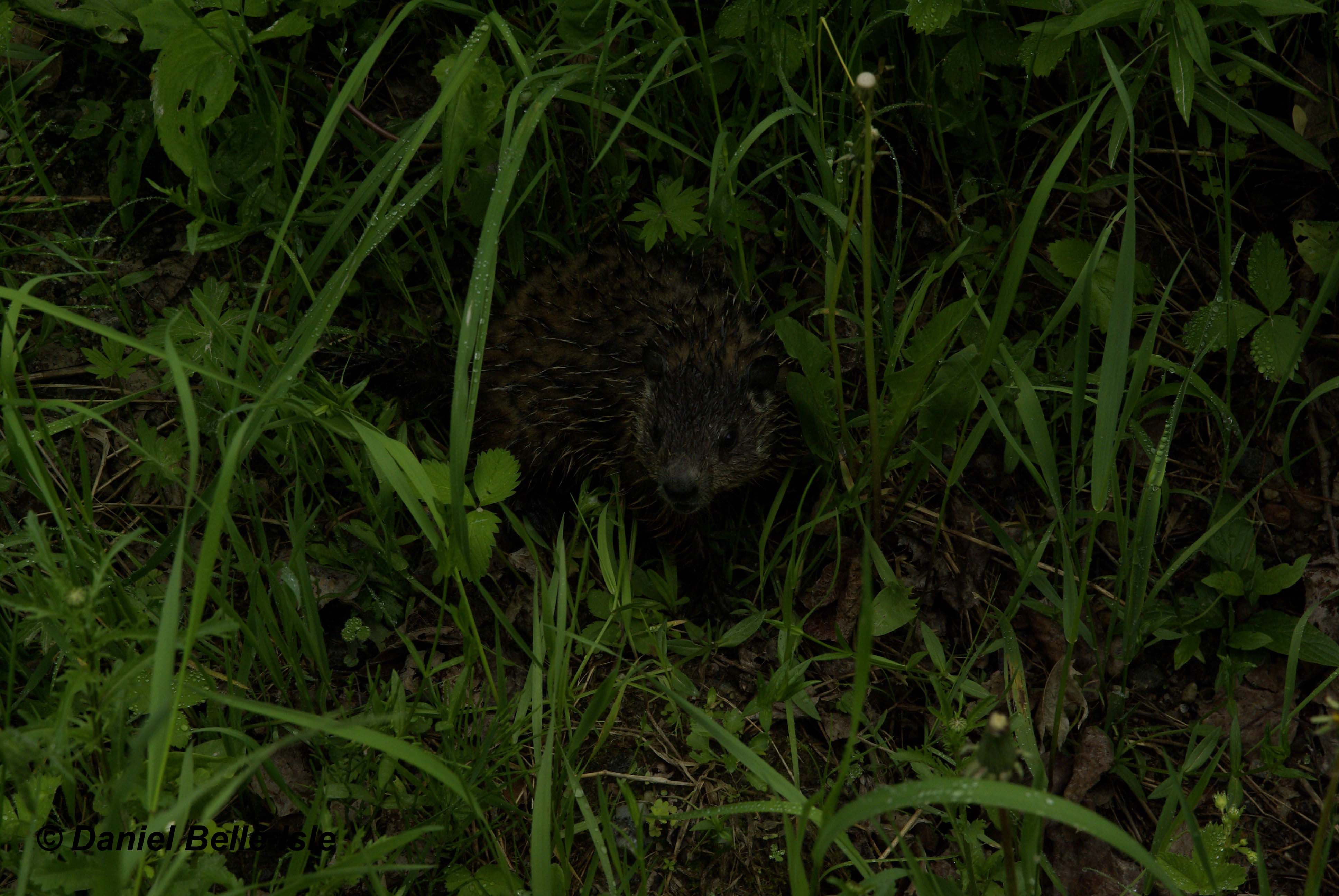 Jeune marmotte