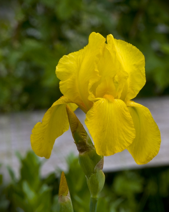 Iris