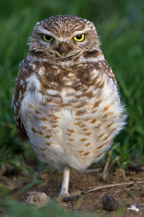  Burrowing Owl