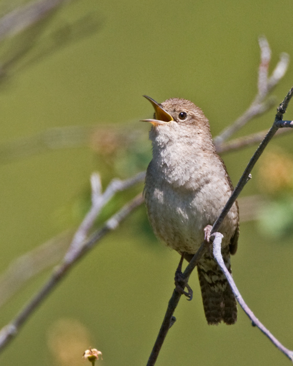 House Wren