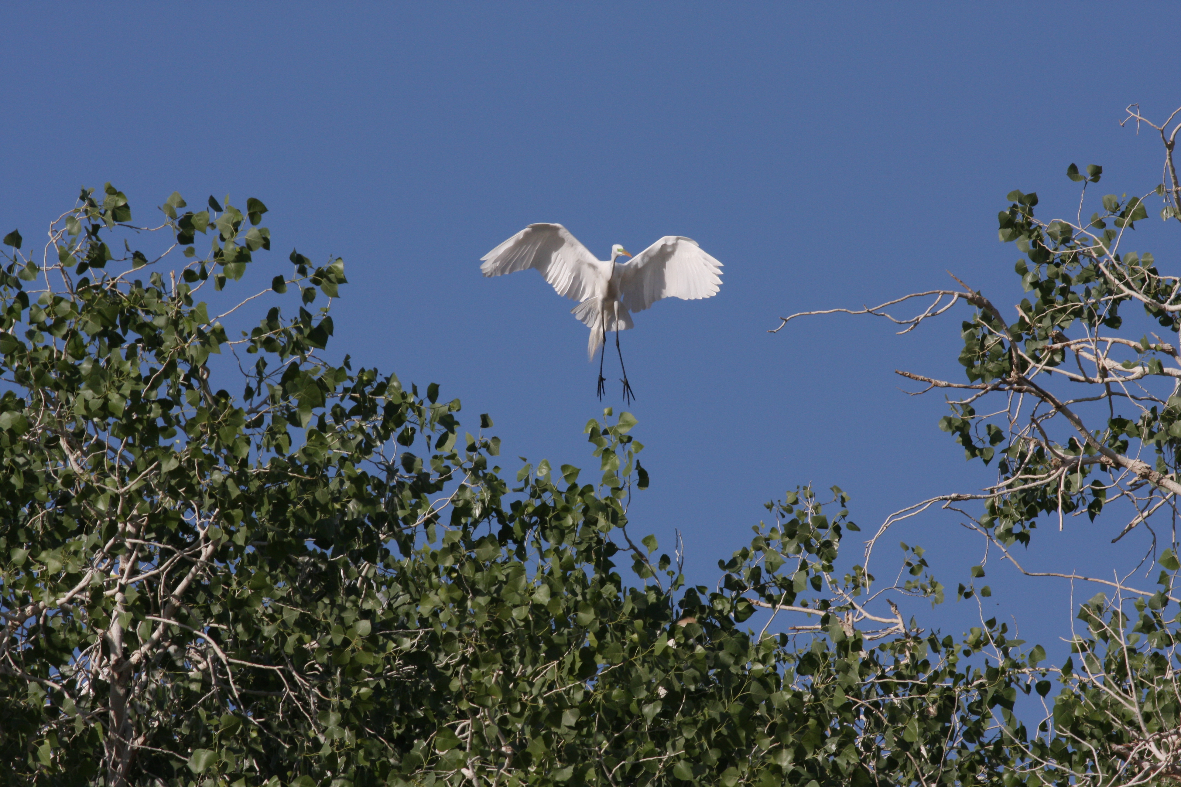 Great Egret