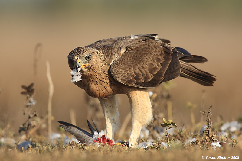 Bonellis Eagle Hieraaetus fasciatus 3140