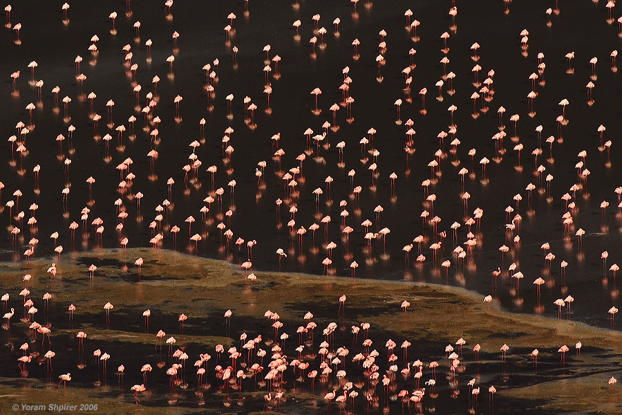 LESSER FLAMINGO 6277
