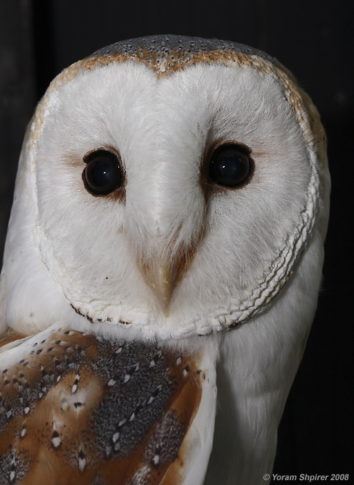 Barn Owl (Tyto alba) 6130
