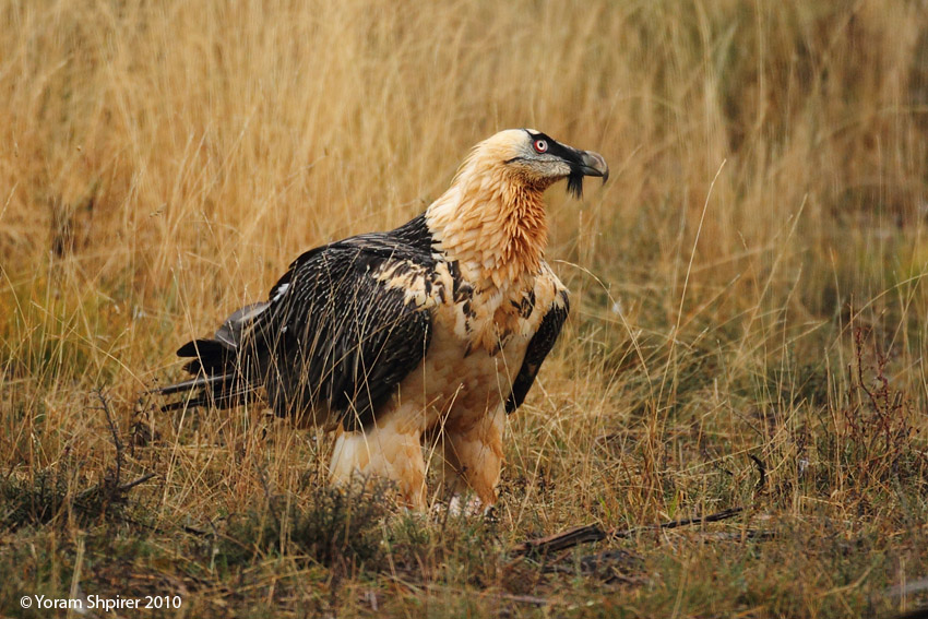 quebrantahuesos  BEARDED VULTURE 1977 