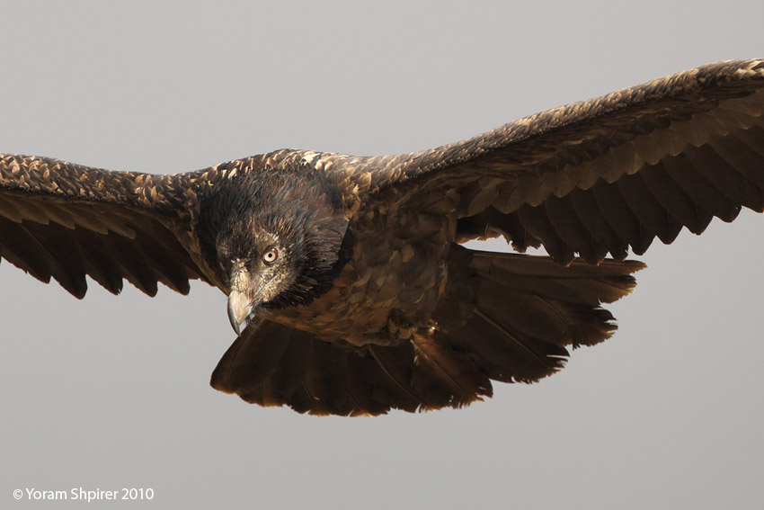 BEARDED VULTURE 2510 