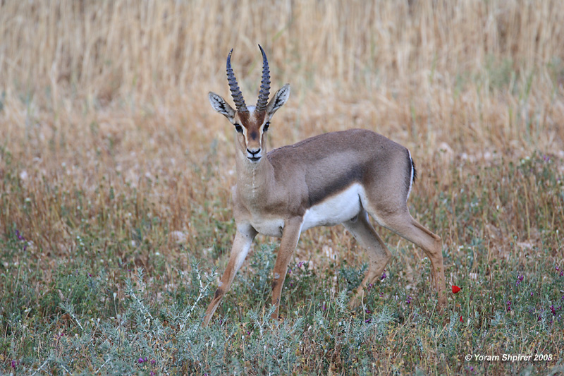 Gazella gazella 7533