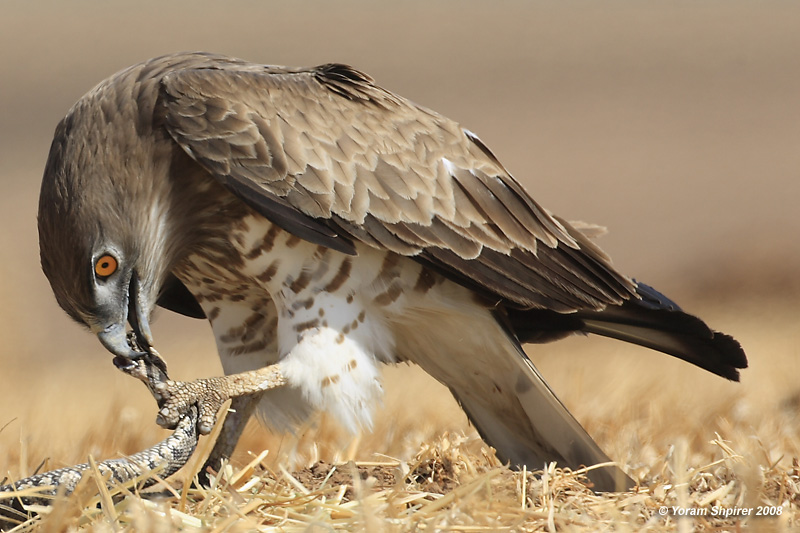 Short-toed Eagle 8888