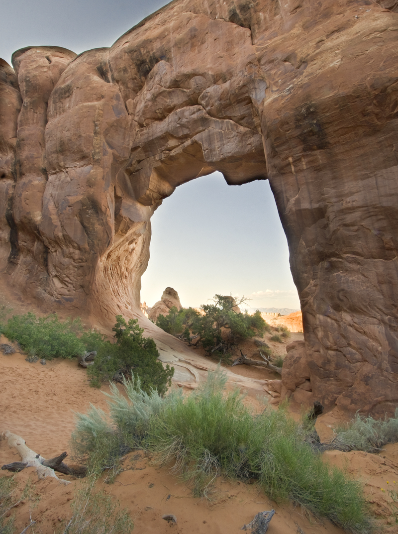 Pine Tree Arch