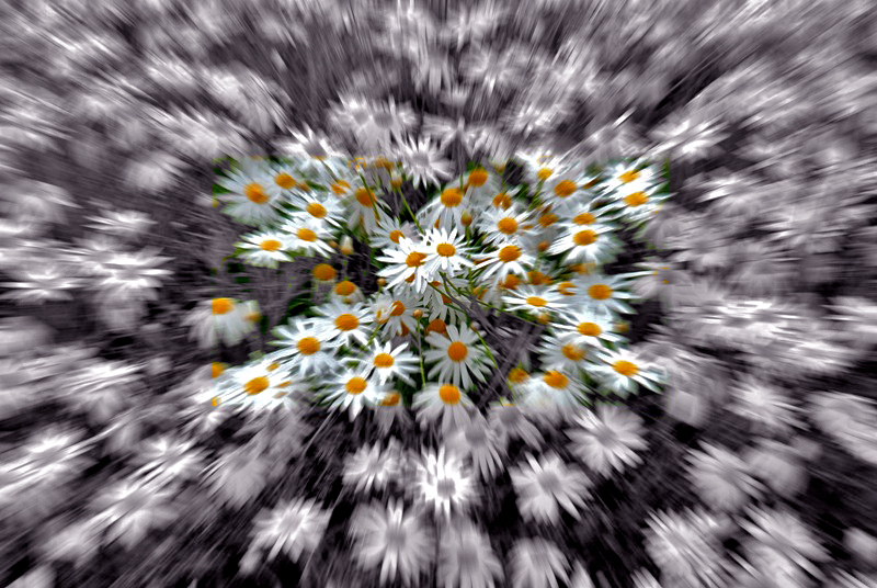  daisies