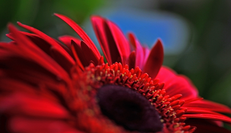 Red passion