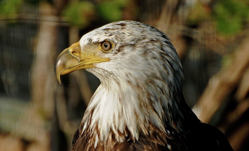 bald eagle