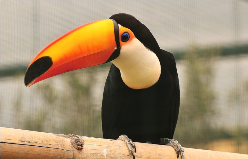 Toco toucan