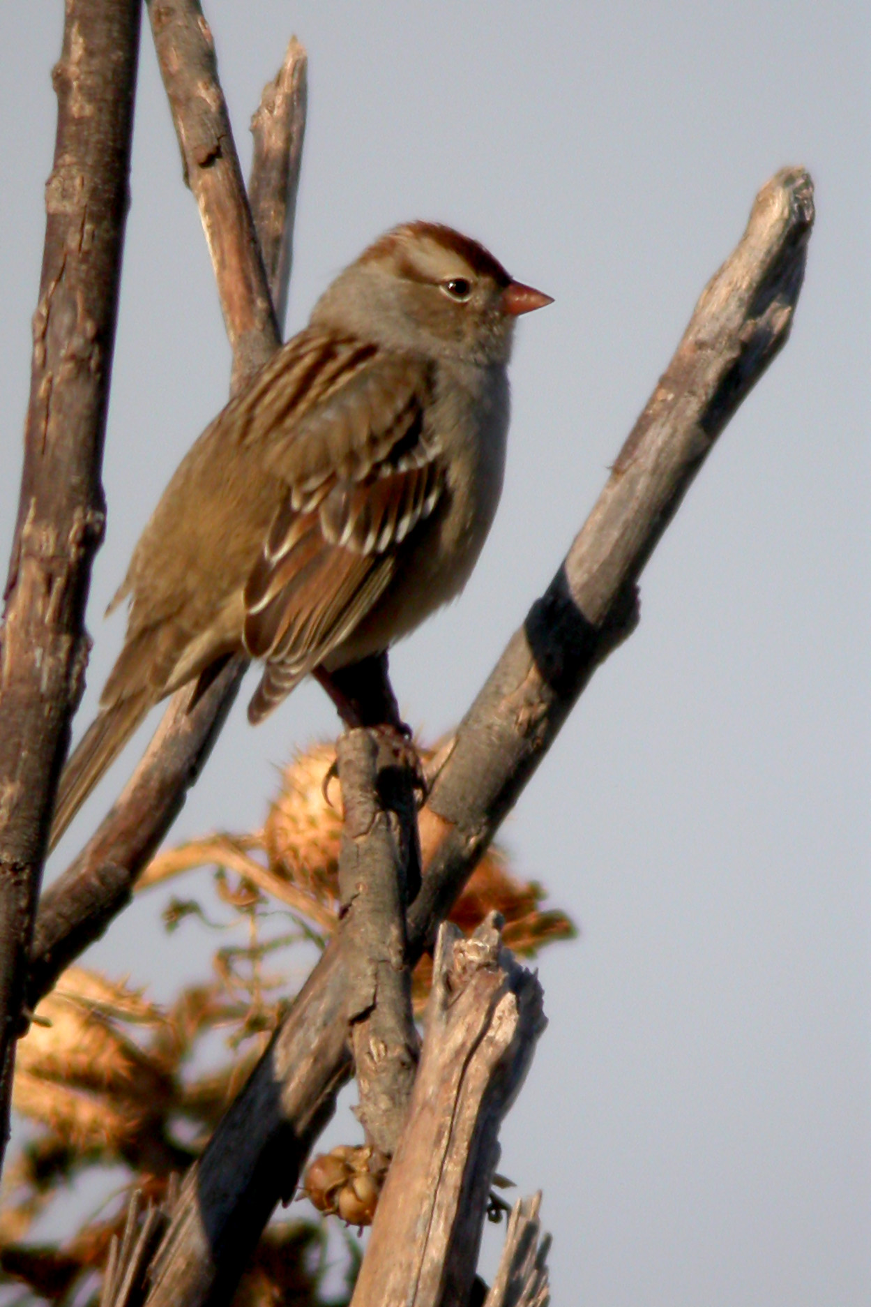 White-Crowned Sparrow (Immature)
