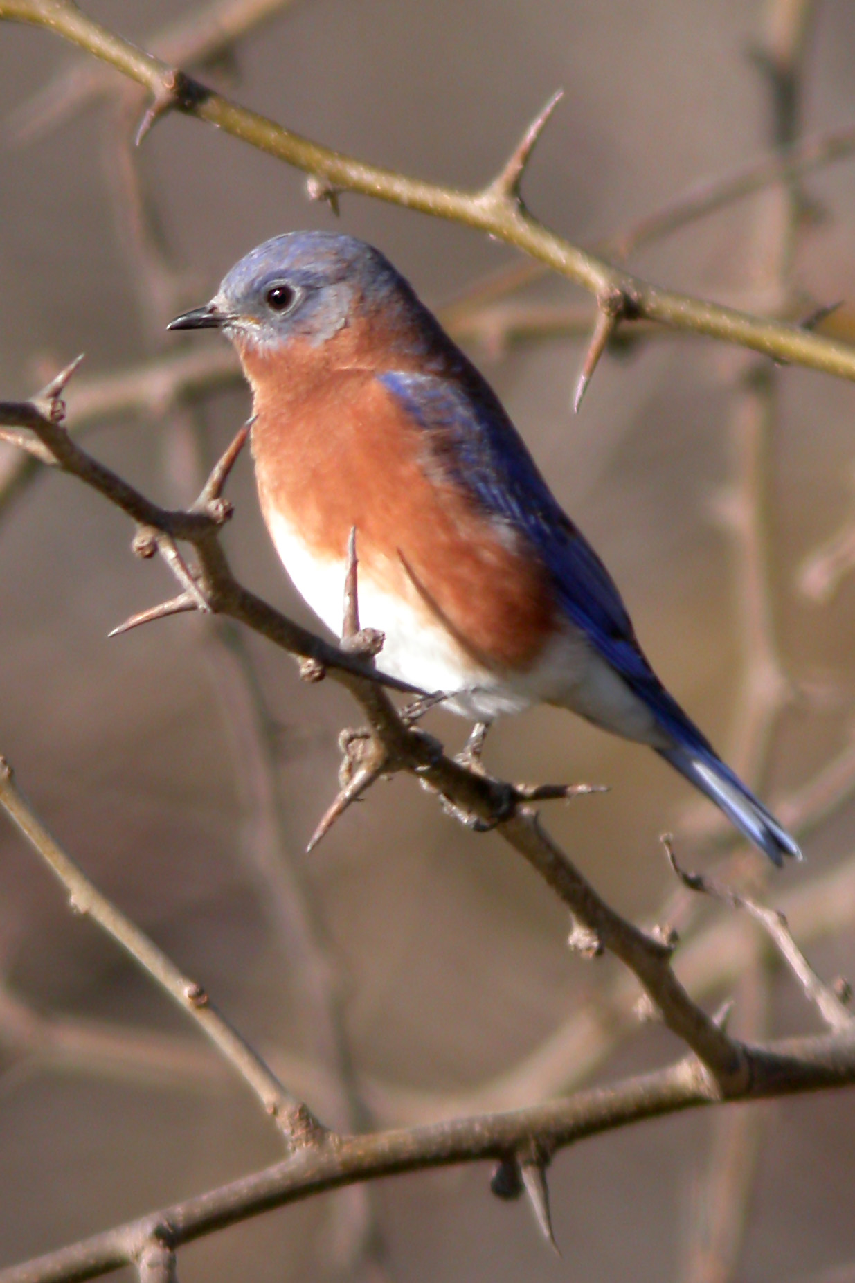 Eastern Bluebird