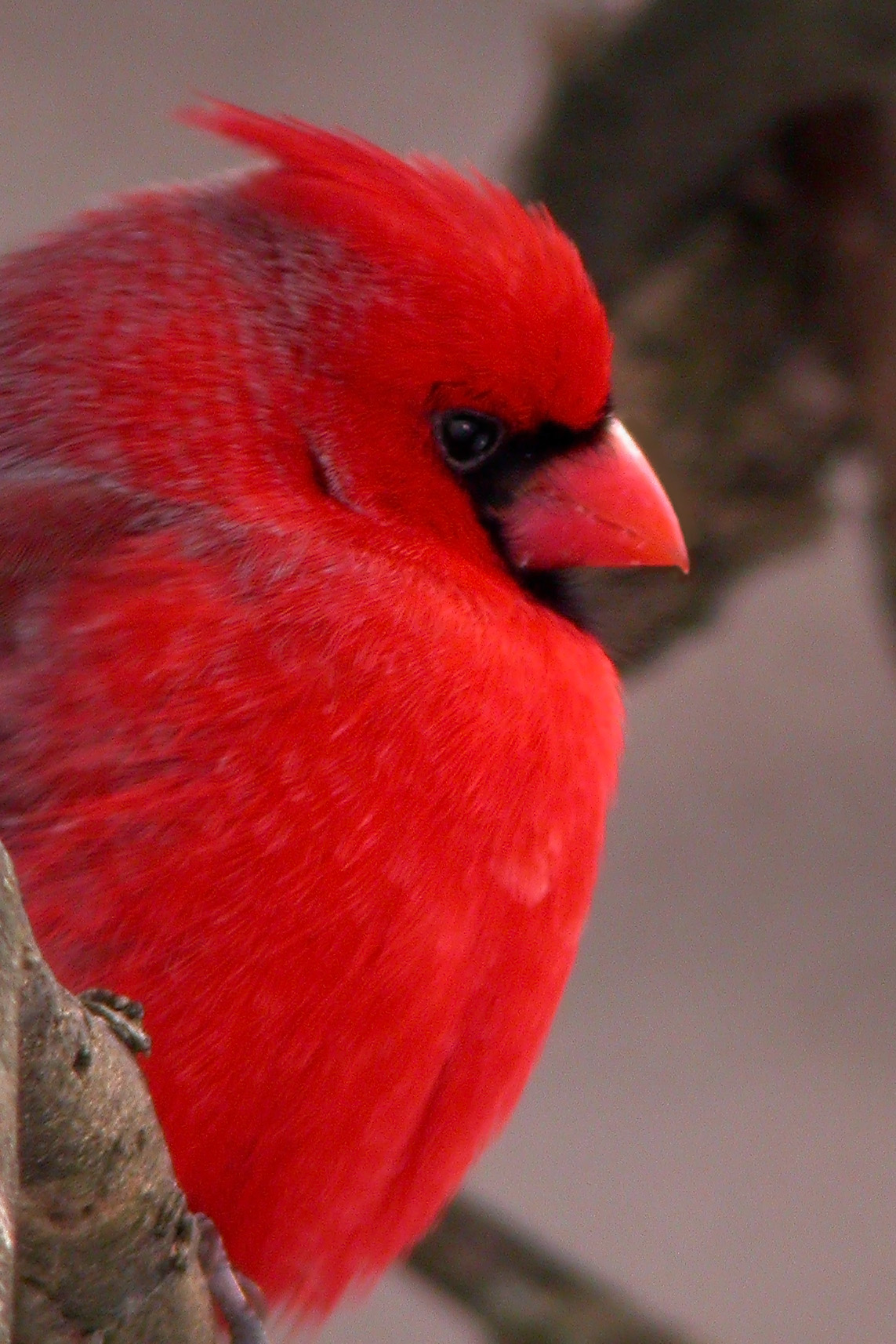 Northern Cardinal